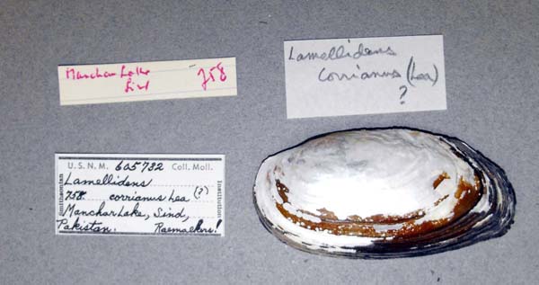 specimen