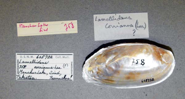 specimen