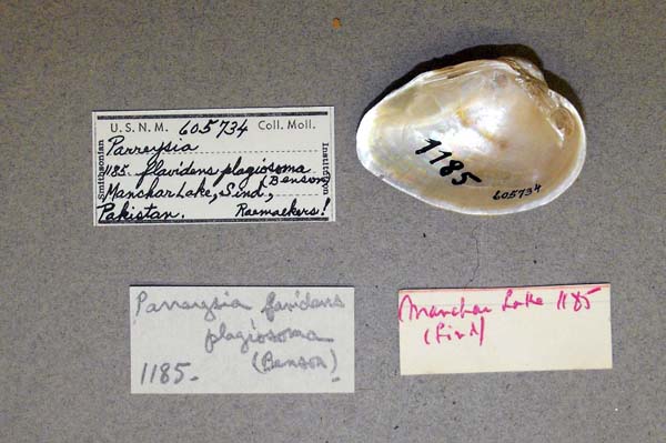 specimen
