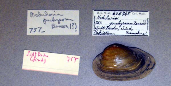 specimen