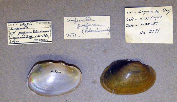 specimen