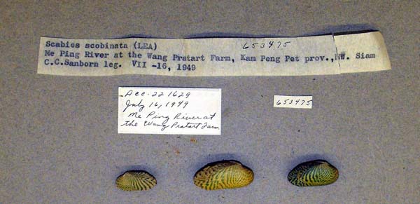 specimen