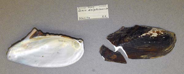 specimen