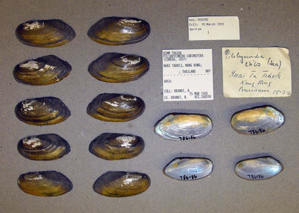 specimen