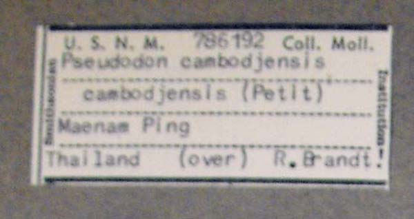 specimen