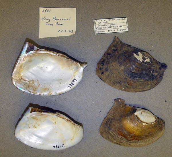 specimen