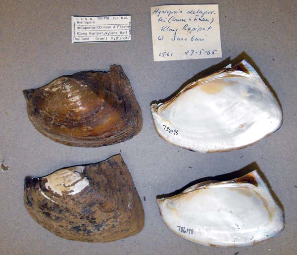 specimen