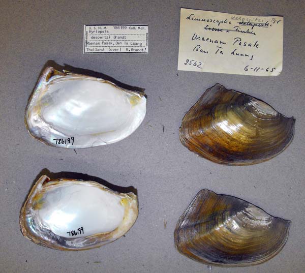 specimen