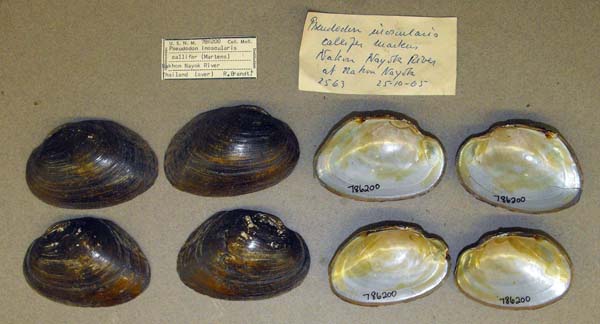 specimen