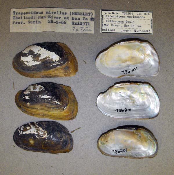 specimen