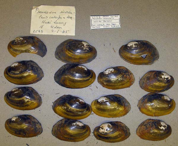 specimen