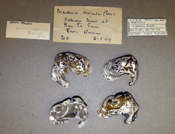 specimen