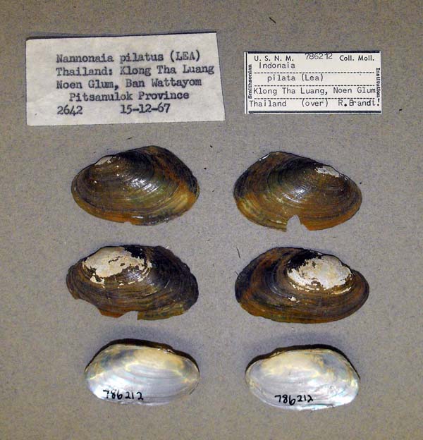 specimen