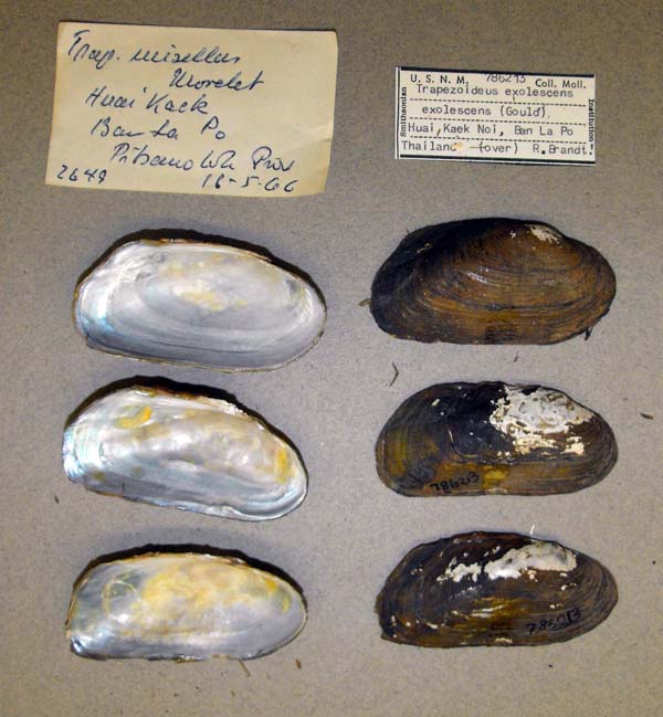 specimen