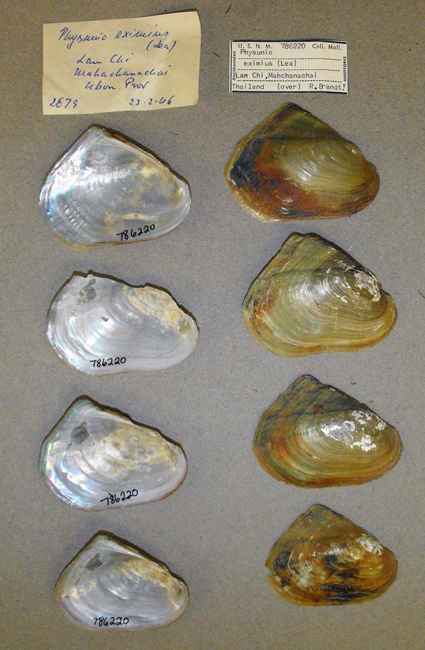 specimen