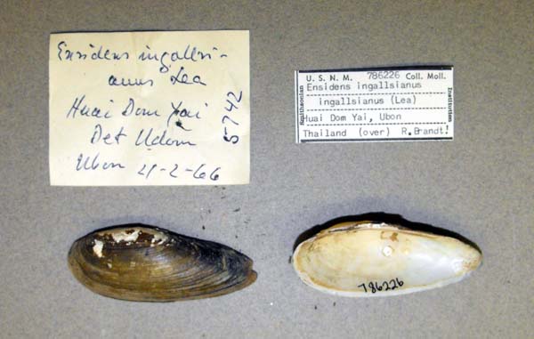 specimen