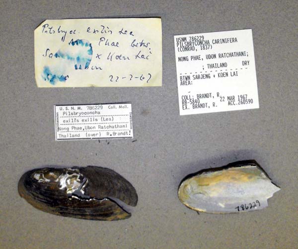 specimen