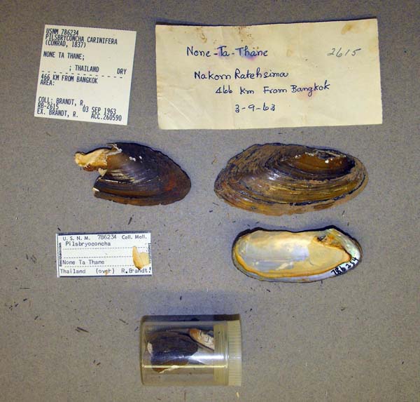 specimen