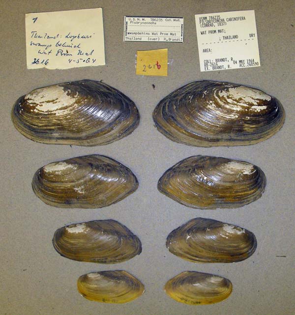 specimen