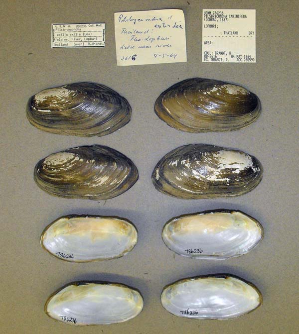 specimen
