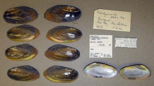 specimen