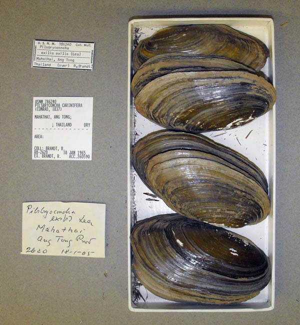 specimen