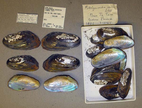 specimen