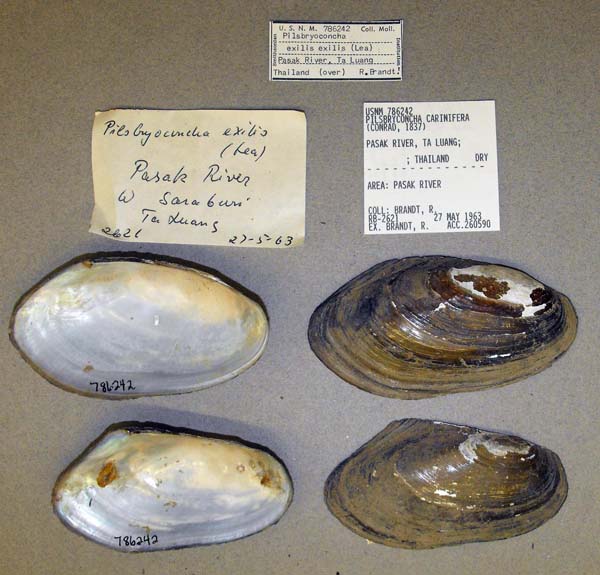 specimen