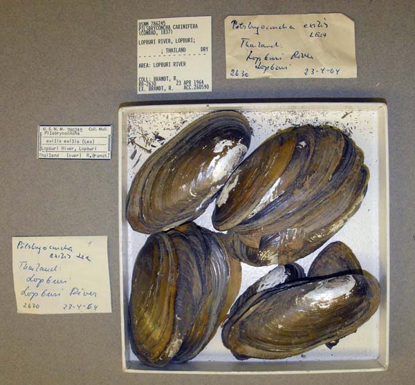 specimen