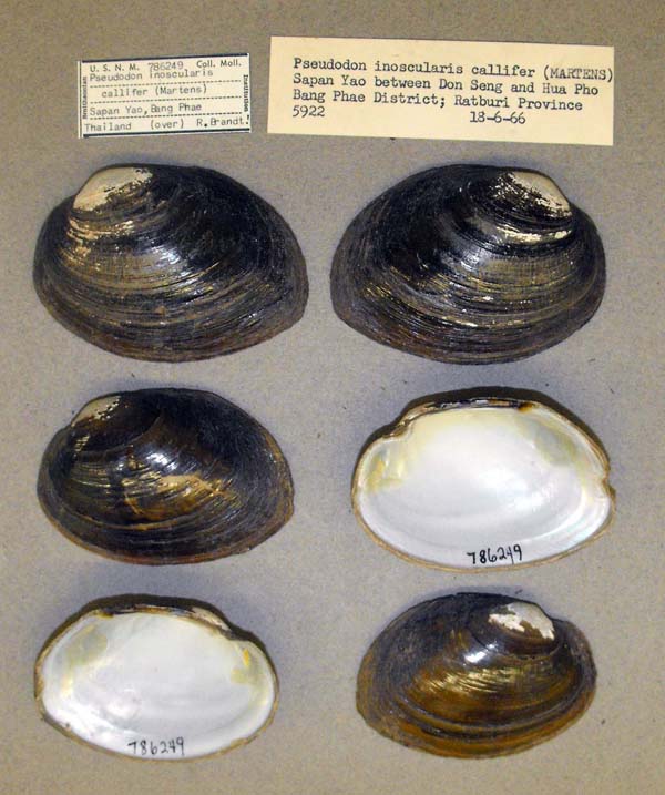 specimen