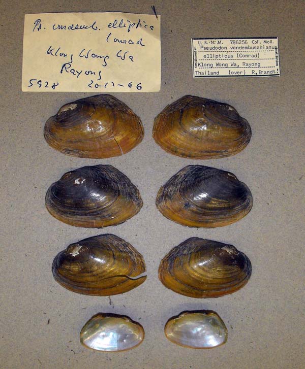 specimen