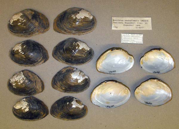 specimen