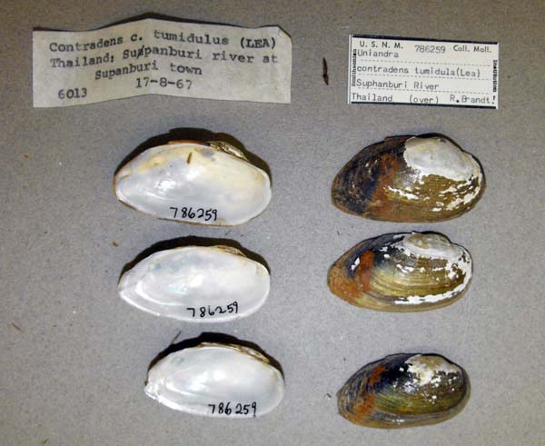 specimen