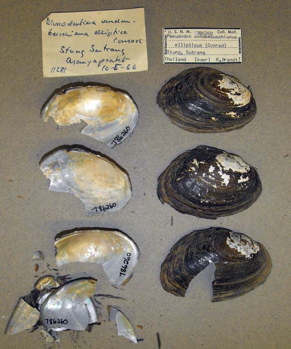 specimen