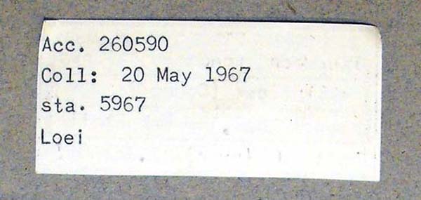 specimen