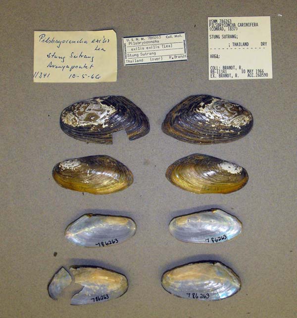 specimen