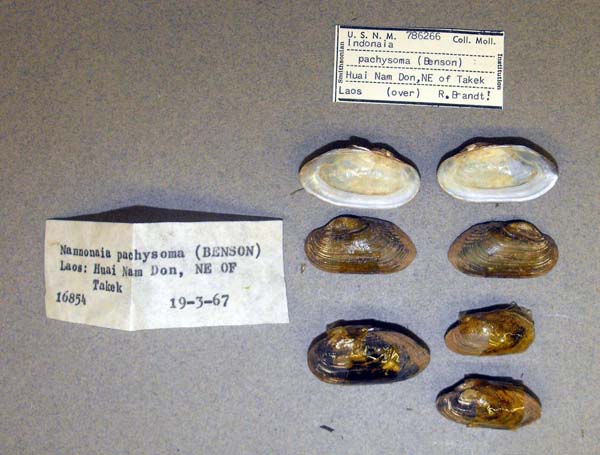 specimen