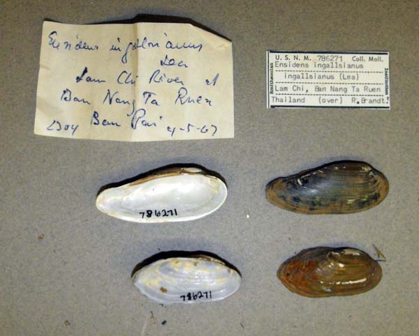 specimen