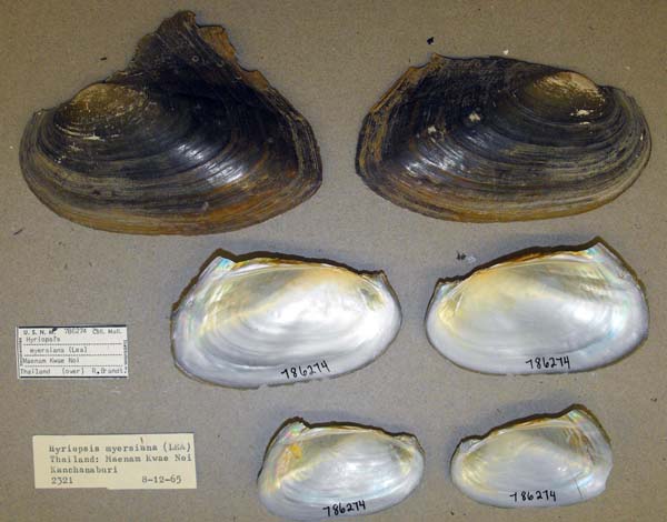 specimen