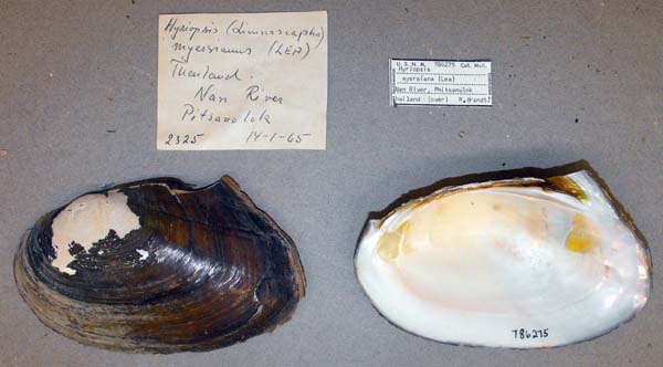 specimen