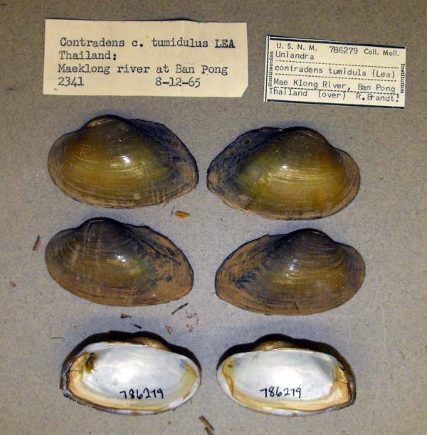 specimen