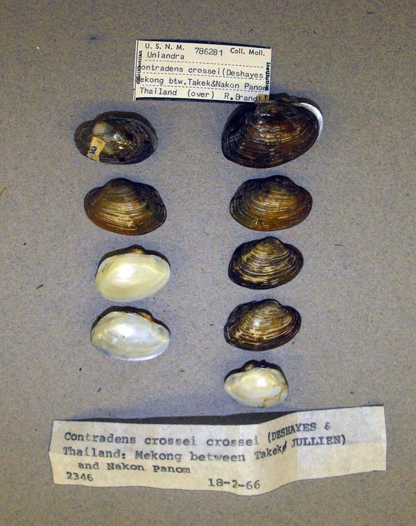 specimen