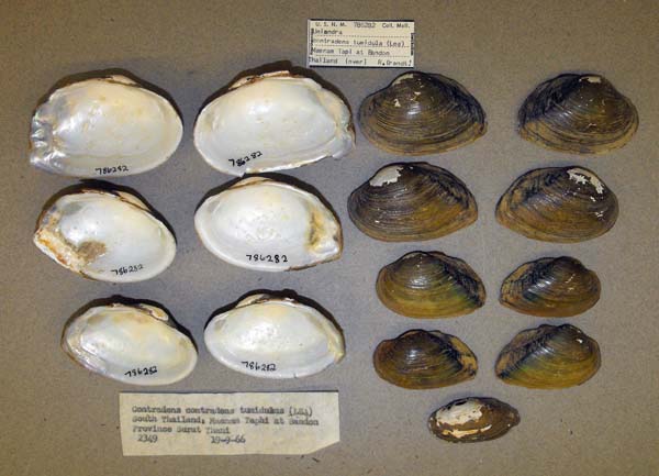 specimen