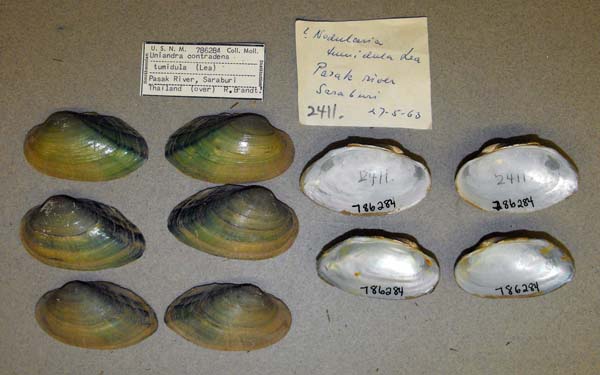 specimen