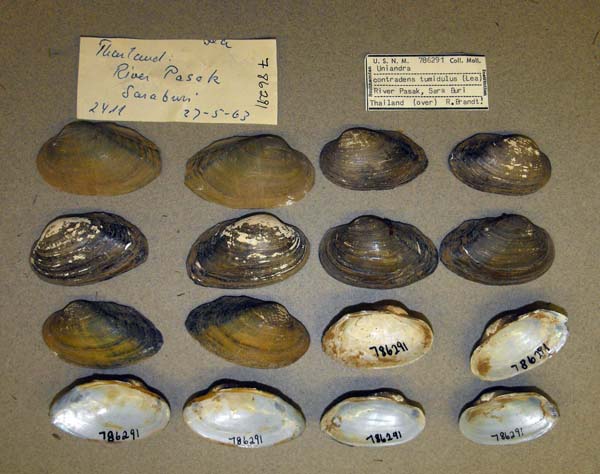 specimen