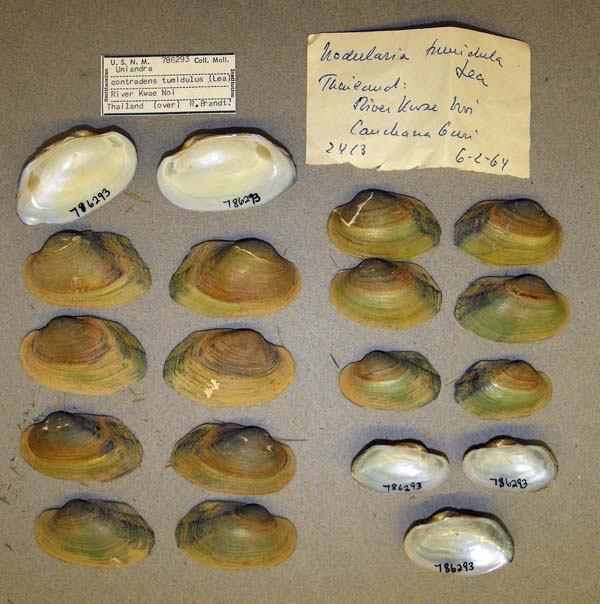specimen