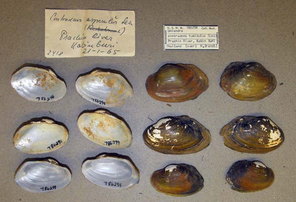 specimen