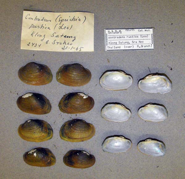 specimen