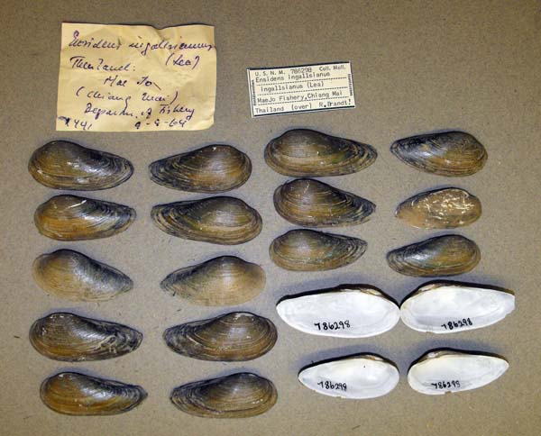 specimen