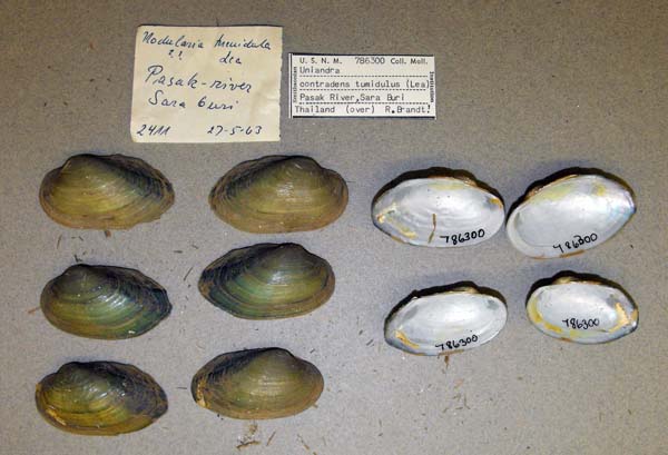 specimen